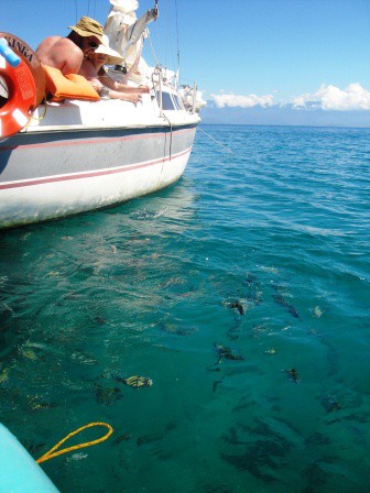 Dando de comer aos peixinhos